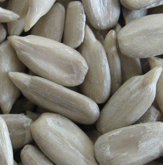 sunflower kernel