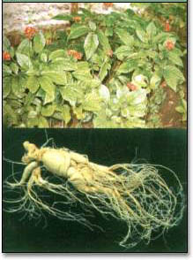 Ginseng Extract Powder 