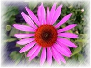 Echinacea Purpurea Extract Powder 