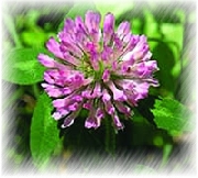 Red Clover Extract Powder 