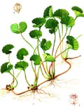 Centella Asiatica Extract Powder 