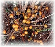 Saw Palmetto Berry Extract Powder 