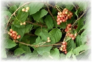 Schisandra Extract Powder 