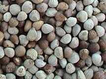 PERILLA SEEDS