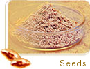 Psyllium Seed