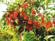 Schisandra Chinensis P.E.2%-9%