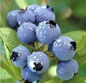 Bilberry P.E./Bilberry P.E.25%