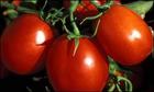 Lycopene