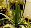 Aloe Vera P.E.