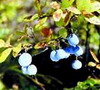 Bilberry P.E.