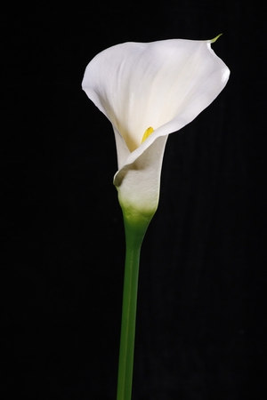 artificial calla flower