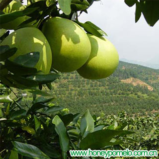 fresh pomelo