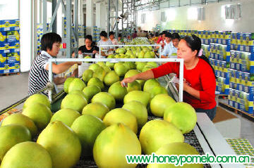 china fresh pomelo