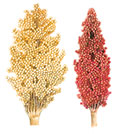 Sorghum