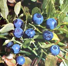 Bilberry Extract