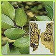 pharmaceutical internediate, herbal extract,API