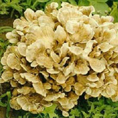 Maitake Mushroom Extract