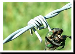 Razor wire flatwrap