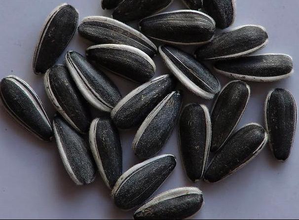 Sunflower seeds: sunlfower seeds, 5009 5135, 20/64