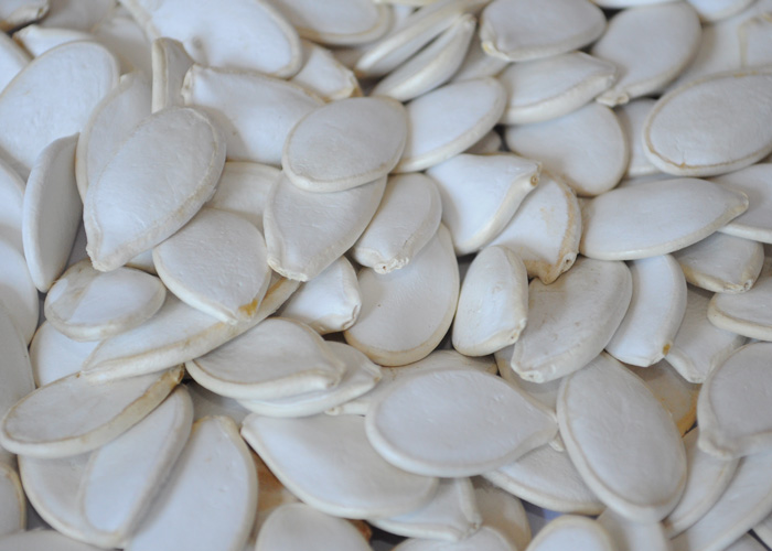 Snow white pumpkin seeds, 11cm,12cm,13cm