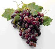 Grape seed extract