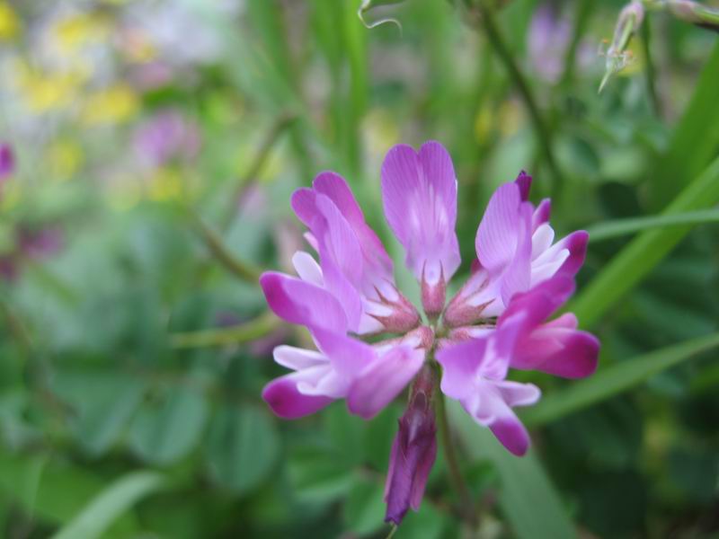 Chinese milk vetch seed