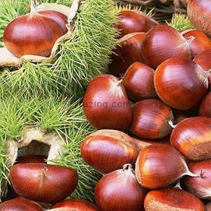 Chestnut