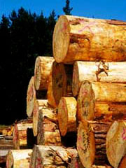 Spruce European Logs