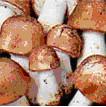 Agaricus Blazei Extract