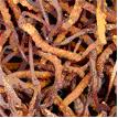 Cordyceps Sinensis Extract