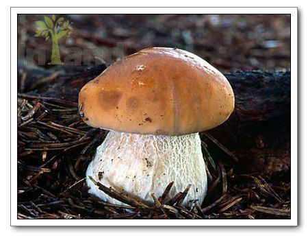 Porcini,Porcini mushroom,Boletus Edulis,mushromms