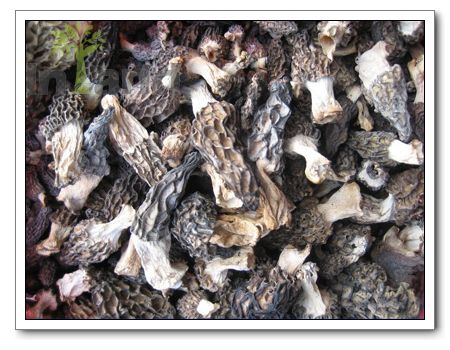 Mushrooms,Morel Mushroom,Wild Mushrooms