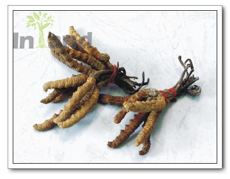 Chinese Herbs,Cordyceps Sinensis,Cordyceps