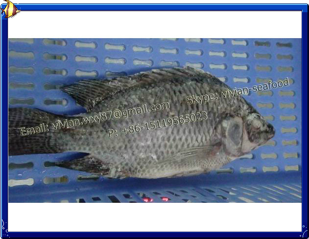  Frozen Black Tilapia (Oreochromis Niloticus)