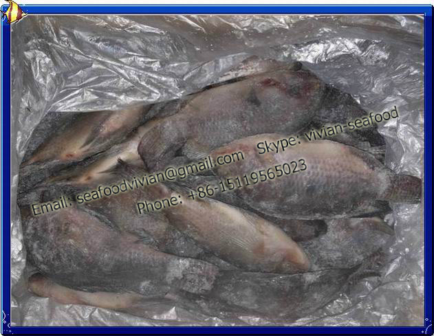 Frozen Black Tilapia Whole Round (Oreochromis Nilo