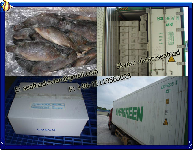 Frozen Black Tilapia (Oreochromis Niloticus)