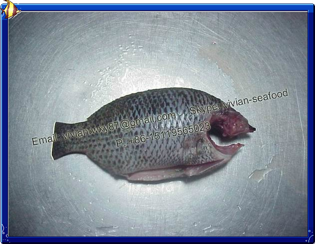 Frozen Black Tilapia (Oreochromis Niloticus)