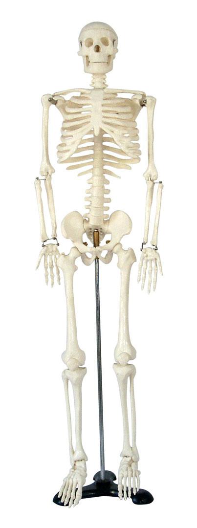 Medium Size Human Skeleton,  85cm