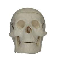 Miniature Plastic Human Skull