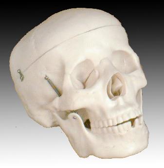 Life-size Human Skull Model