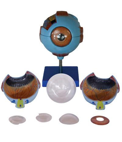 Giant Eye Model 