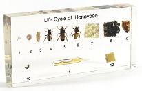 Honeybee Life Cycle