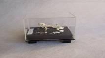 Frog Skeleton Display