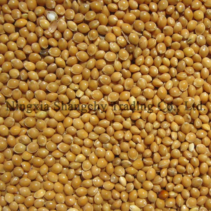 broomcorn millet