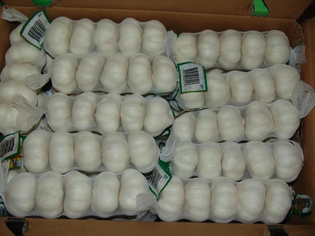 Normal white garlic