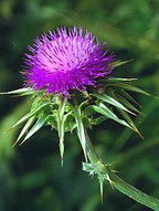 Milk Thistle P.E.