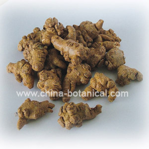 Panax Notoginseng