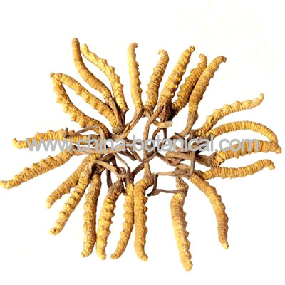 Cordyceps Sinensis