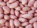 Peanut Kernel