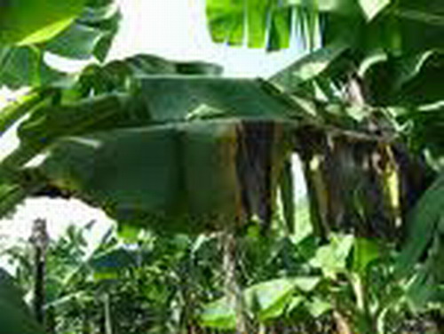 Banaba leaf extract